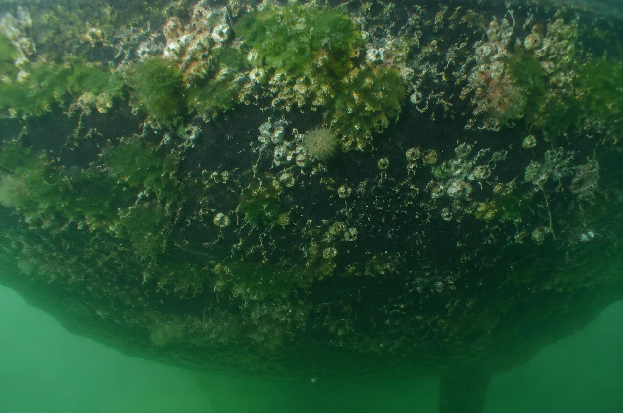Yacht hull bottom heavily fouled with barnacles and algae before cleaning